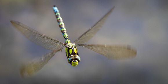 Sothern Hawker Dragonfly in Flight (Getty)