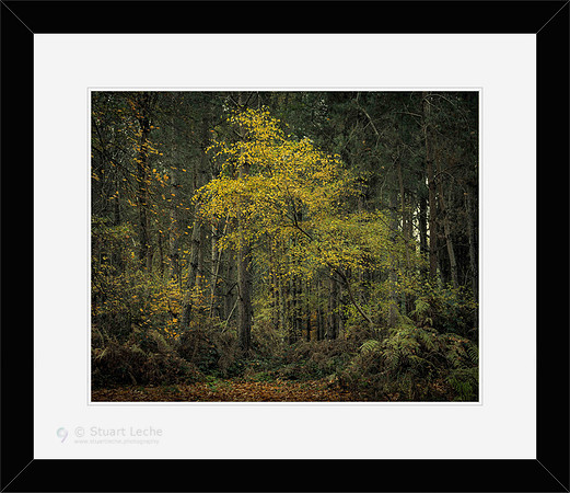 Colour II