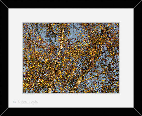 Gold-Leaf