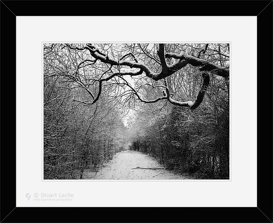 Branch