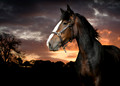 Shires Sunset 5
