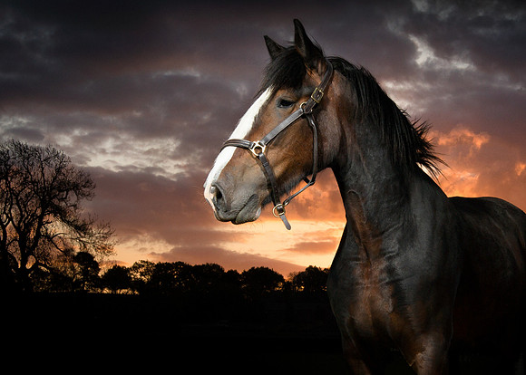 Shires Sunset 5