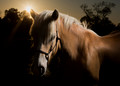 Strudel Sunset Light