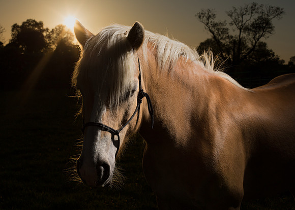Strudel Sunset Light