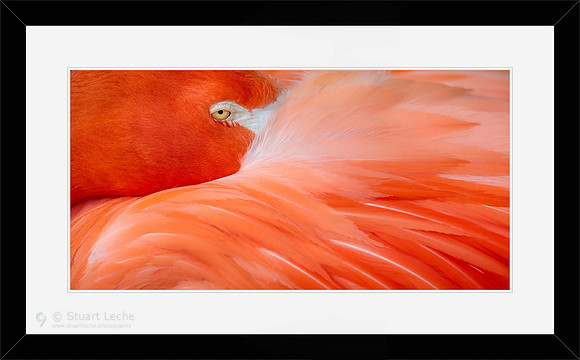 Flamingo II