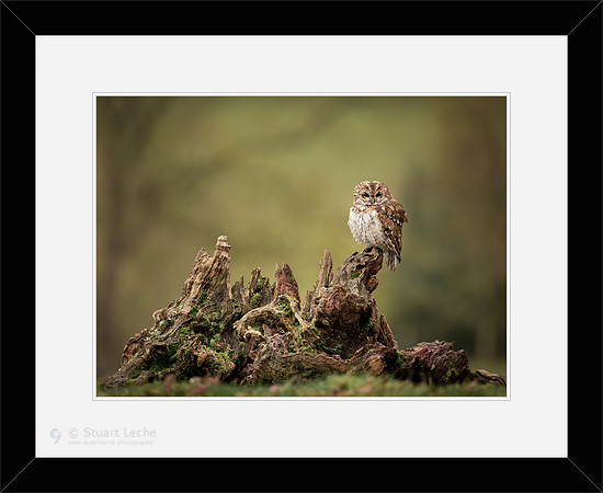 Perched